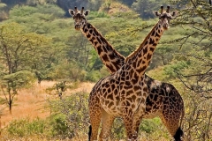 10-Days-Best-Northern-Uganda-Adventure-Safari
