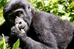 3-Days-Gorillas-in-the-Mist-Rwanda