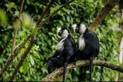 8-Days-Rwanda