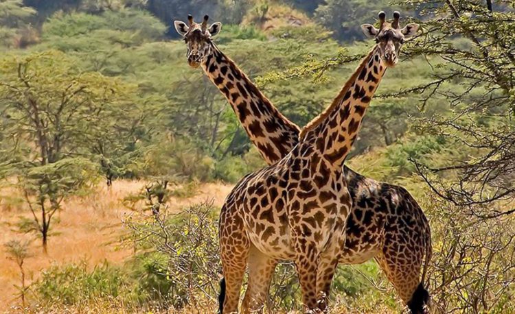10 Days Best Northern Uganda Adventure Safari
