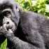 3 Days Gorillas in the Mist Rwanda